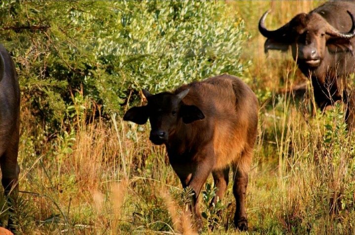 Commercial Property for Sale in Lydenburg Rural Mpumalanga