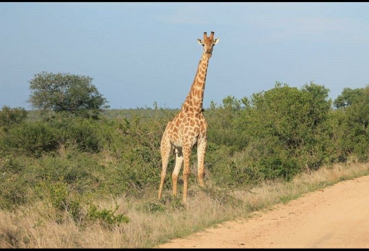 Commercial Property for Sale in Lydenburg Rural Mpumalanga