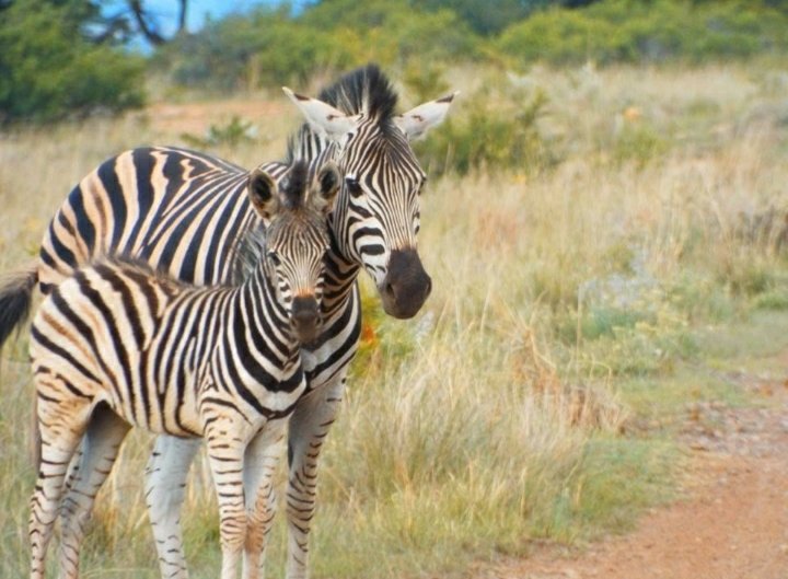 Commercial Property for Sale in Lydenburg Rural Mpumalanga