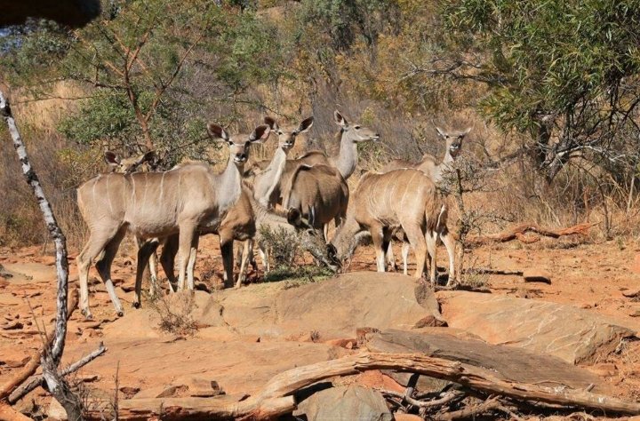 Commercial Property for Sale in Lydenburg Rural Mpumalanga