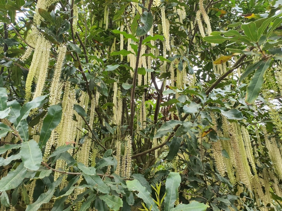 0 Bedroom Property for Sale in Hilltop Mpumalanga