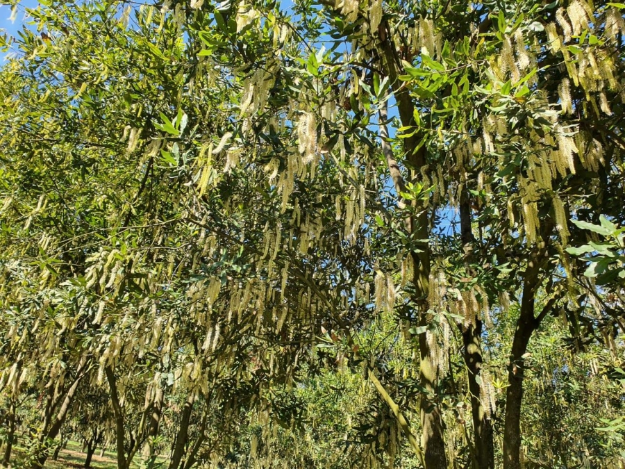 0 Bedroom Property for Sale in Hilltop Mpumalanga