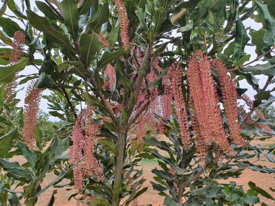 0 Bedroom Property for Sale in Hilltop Mpumalanga