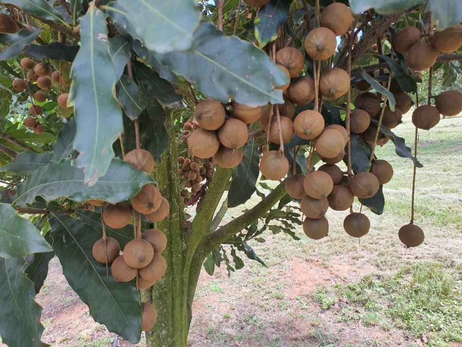 0 Bedroom Property for Sale in Hilltop Mpumalanga