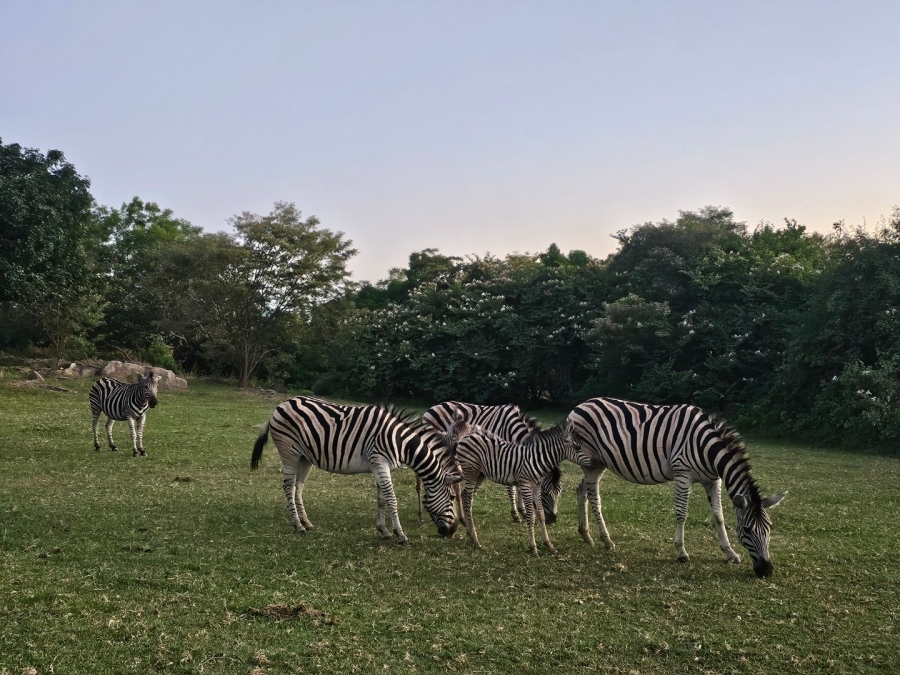 3 Bedroom Property for Sale in Wild Fig Country Estate Mpumalanga