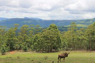 Commercial Property for Sale in Lydenburg Rural Mpumalanga