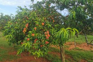 Commercial Property for Sale in Lydenburg Rural Mpumalanga