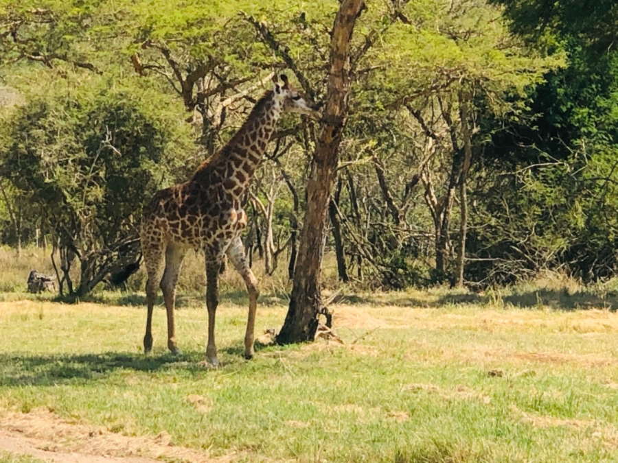 Commercial Property for Sale in Wild Fig Country Estate Mpumalanga