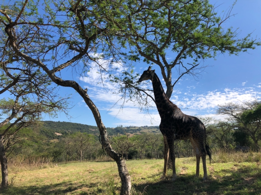 Commercial Property for Sale in Wild Fig Country Estate Mpumalanga