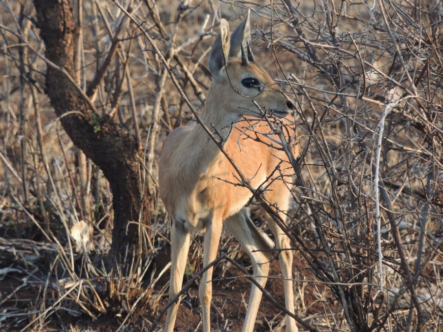 0 Bedroom Property for Sale in Malelane Rural Mpumalanga