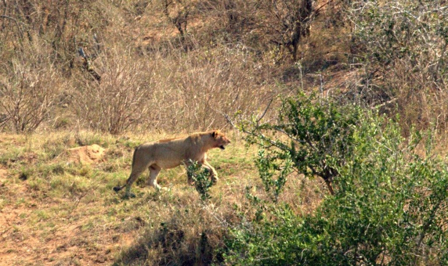 0 Bedroom Property for Sale in Malelane Rural Mpumalanga