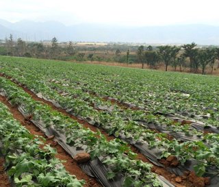Commercial Property for Sale in Barberton Rural Mpumalanga
