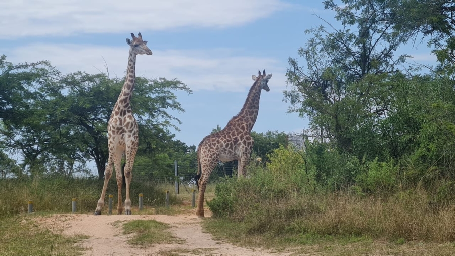 Commercial Property for Sale in Wild Fig Country Estate Mpumalanga