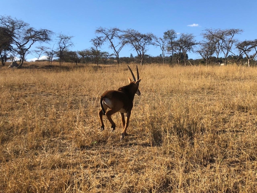 Commercial Property for Sale in Wild Fig Country Estate Mpumalanga