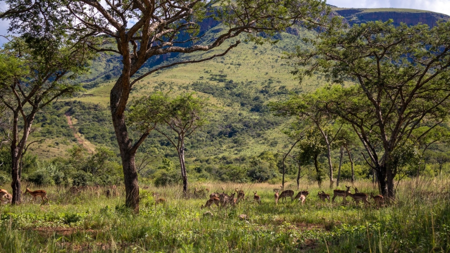 0 Bedroom Property for Sale in Samango Eco Estate Mpumalanga