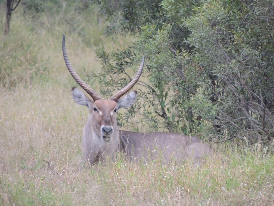 0 Bedroom Property for Sale in Malelane Mpumalanga