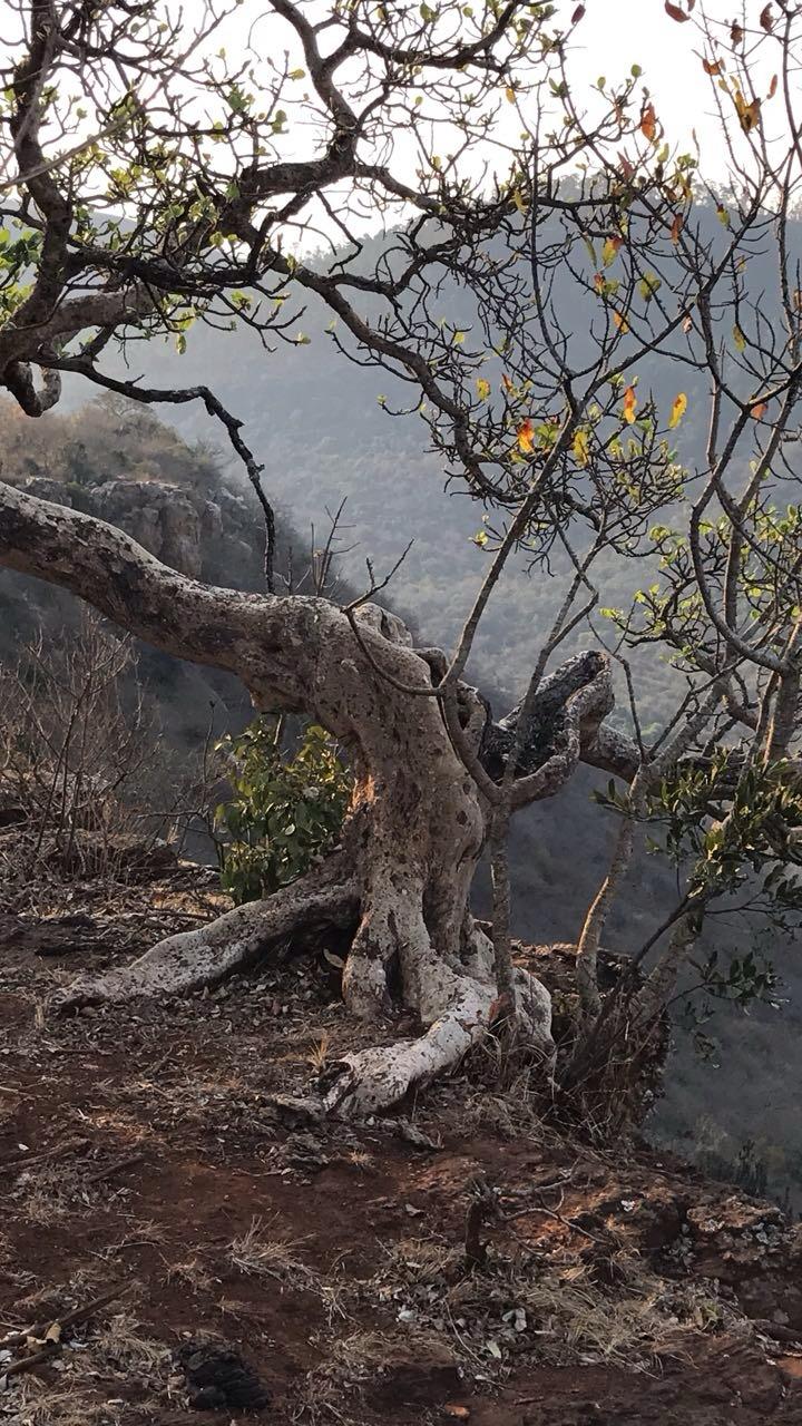 Commercial Property for Sale in Ngodwana Mpumalanga