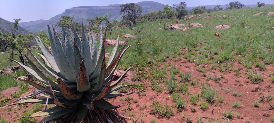 Commercial Property for Sale in Ngodwana Mpumalanga