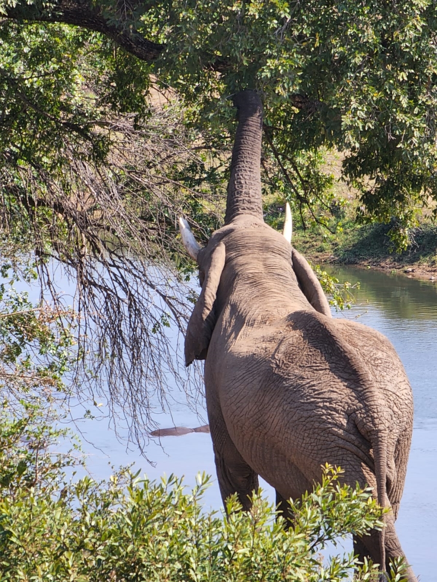 0 Bedroom Property for Sale in Komatipoort Mpumalanga