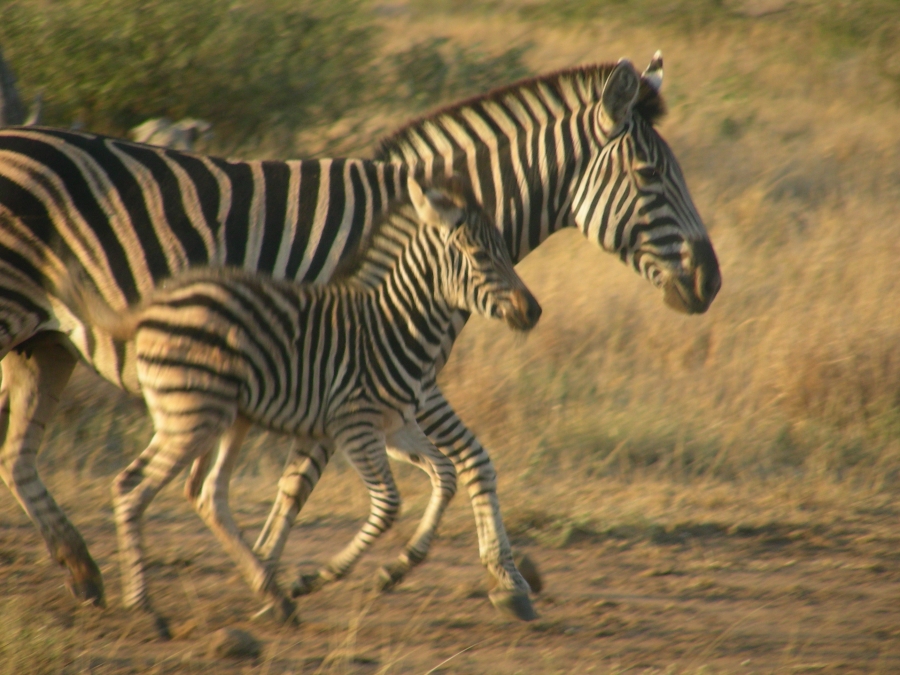 0 Bedroom Property for Sale in Komatipoort Mpumalanga