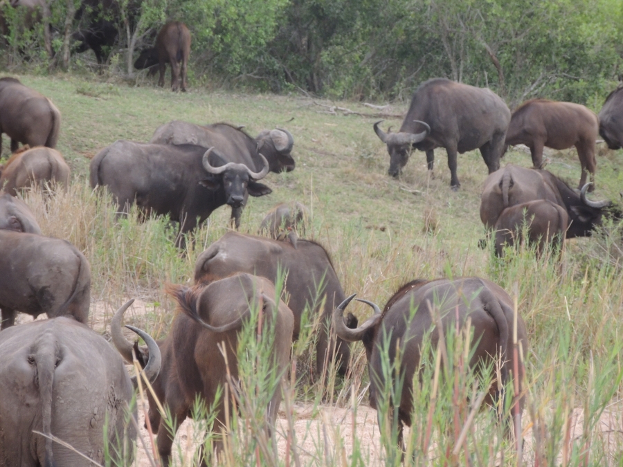 0 Bedroom Property for Sale in Komatipoort Mpumalanga