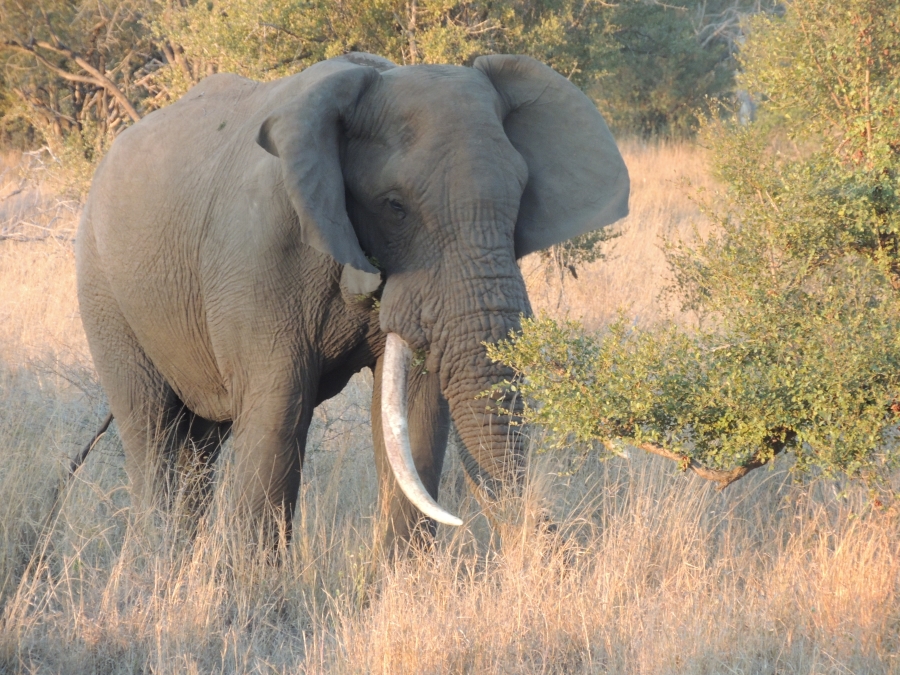 0 Bedroom Property for Sale in Komatipoort Mpumalanga