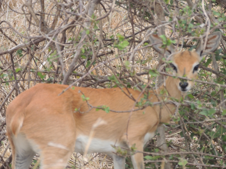 0 Bedroom Property for Sale in Komatipoort Mpumalanga