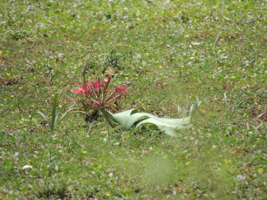 0 Bedroom Property for Sale in Komatipoort Mpumalanga