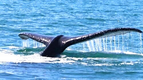 34 Bedroom Property for Sale in Nelspruit Ext 11 Mpumalanga