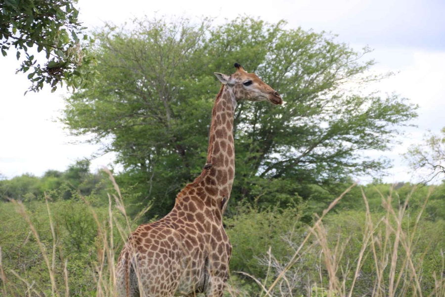 30 Bedroom Property for Sale in Komatipoort Mpumalanga