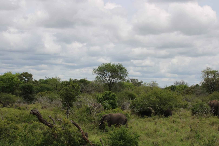 30 Bedroom Property for Sale in Komatipoort Mpumalanga