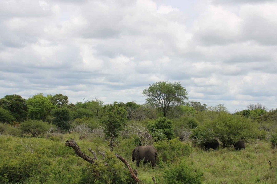 30 Bedroom Property for Sale in Komatipoort Mpumalanga