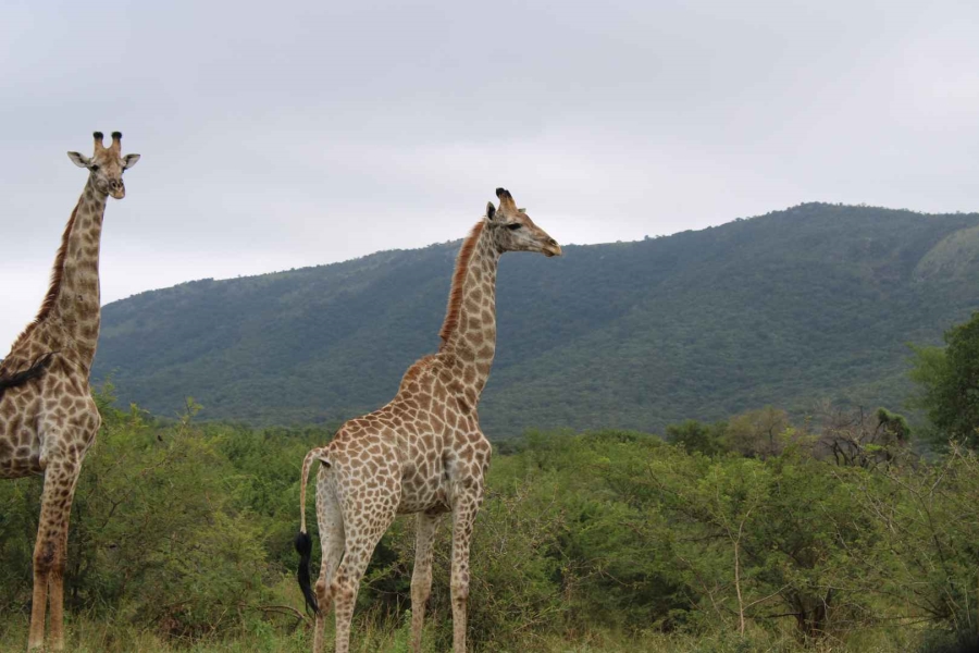 30 Bedroom Property for Sale in Komatipoort Mpumalanga