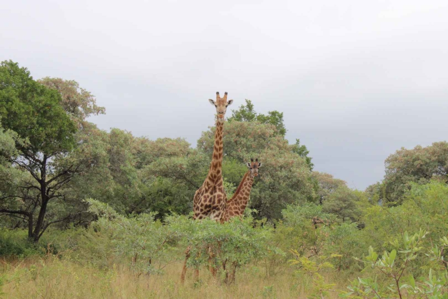 30 Bedroom Property for Sale in Komatipoort Mpumalanga