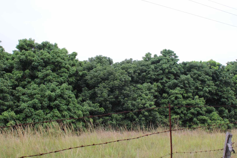 30 Bedroom Property for Sale in Komatipoort Mpumalanga