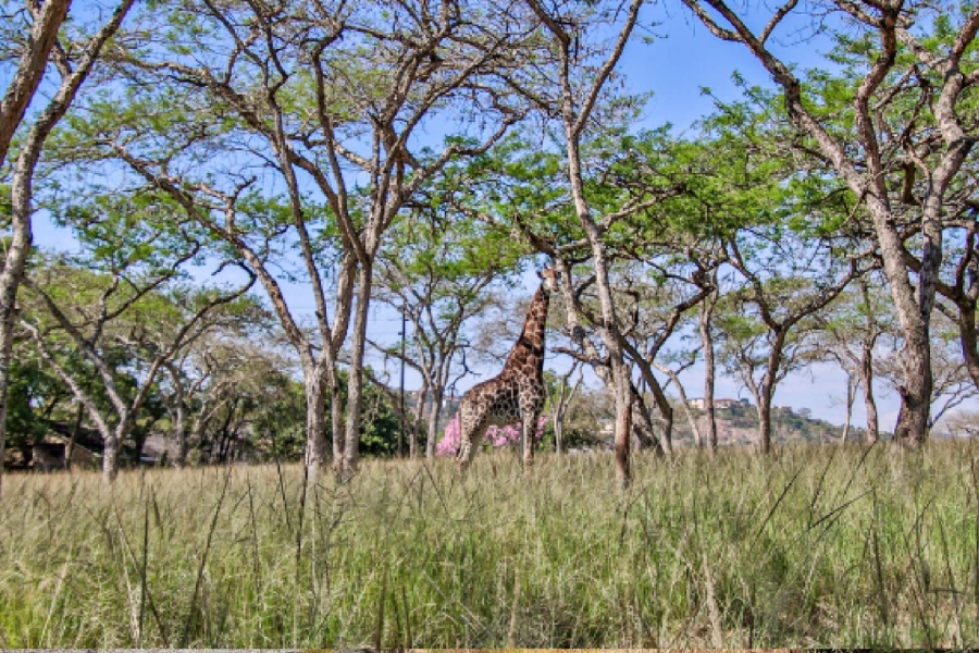 0 Bedroom Property for Sale in Ntulo Wildlife Estate Mpumalanga