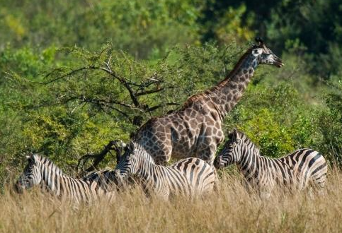 0 Bedroom Property for Sale in Ntulo Wildlife Estate Mpumalanga