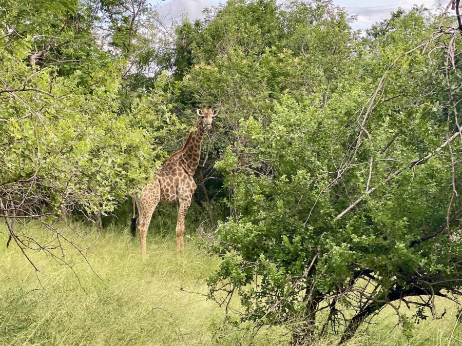 0 Bedroom Property for Sale in Lydenburg Mpumalanga