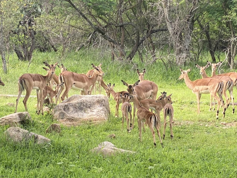 0 Bedroom Property for Sale in Lydenburg Mpumalanga