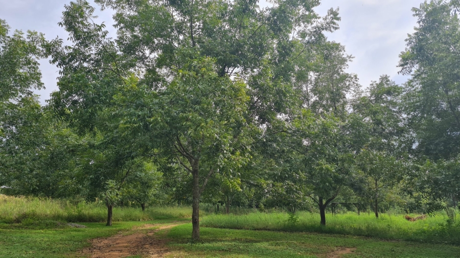 Commercial Property for Sale in White River AH Mpumalanga