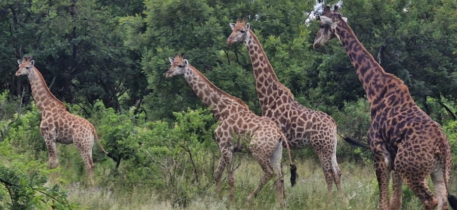 3 Bedroom Property for Sale in Wild Fig Country Estate Mpumalanga