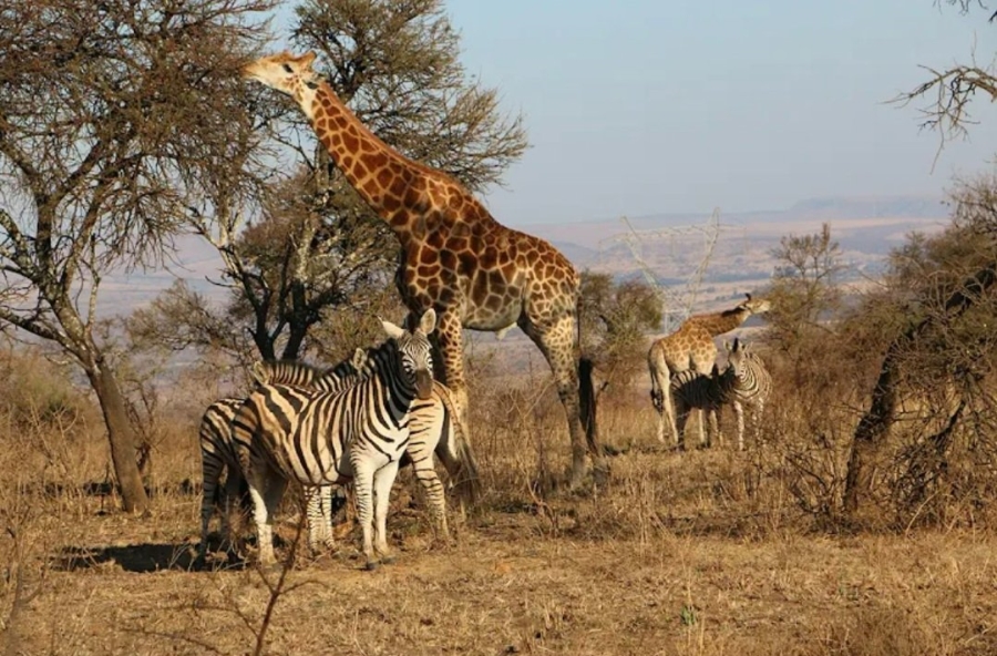 2 Bedroom Property for Sale in Kudu Private Nature Reserve Mpumalanga