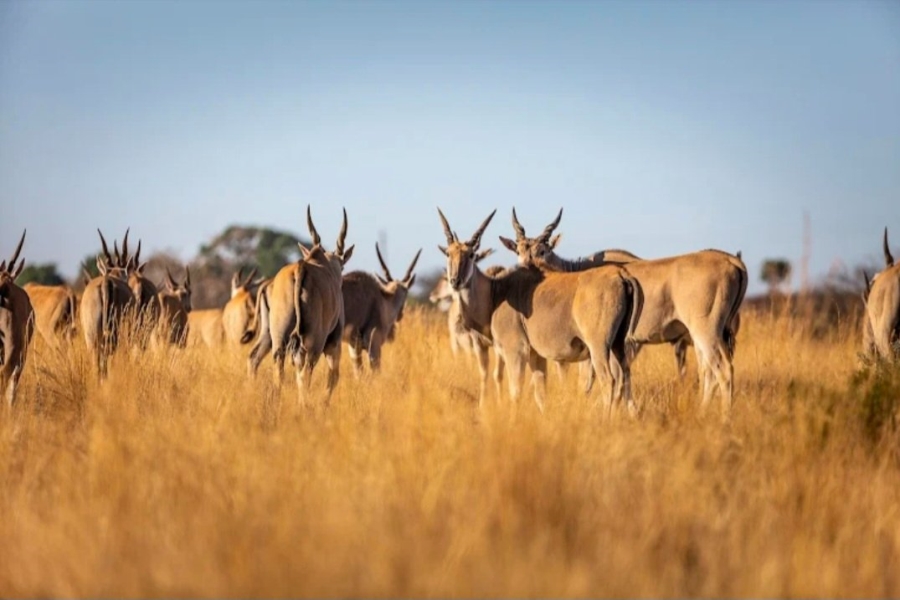 2 Bedroom Property for Sale in Kudu Private Nature Reserve Mpumalanga