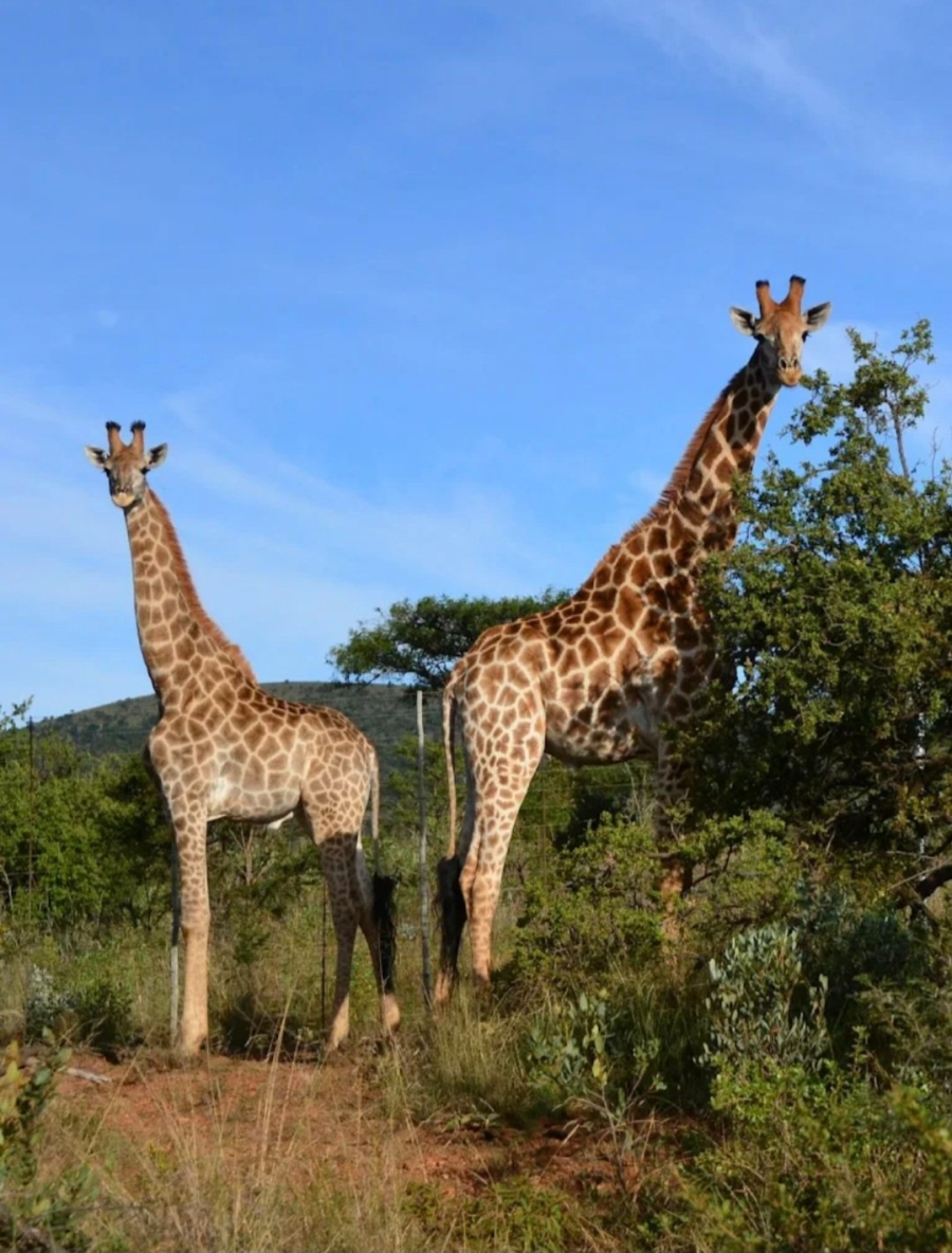 2 Bedroom Property for Sale in Kudu Private Nature Reserve Mpumalanga