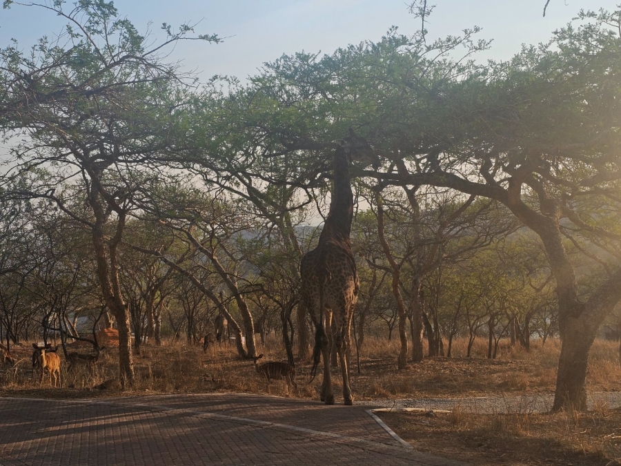 To Let 3 Bedroom Property for Rent in Wild Fig Country Estate Mpumalanga