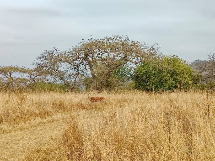  Bedroom Property for Sale in Bundu Wildlife Estate Mpumalanga