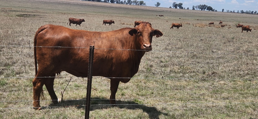  Bedroom Property for Sale in Standerton Rural Mpumalanga