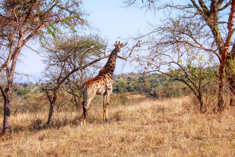  Bedroom Property for Sale in Wild Fig Country Estate Mpumalanga