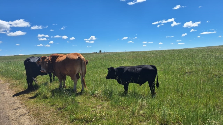 7 Bedroom Property for Sale in Standerton Rural Mpumalanga