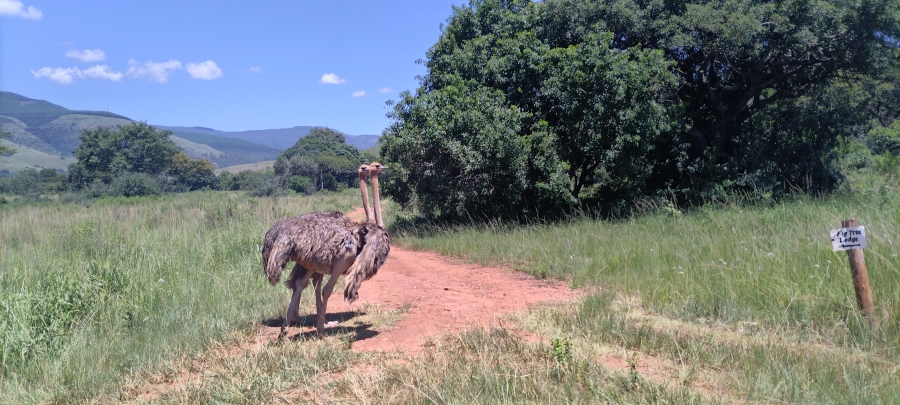 Commercial Property for Sale in Ngodwana Mpumalanga